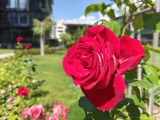 Daylight samples, main camera (1x) - 26mm, f/1.8, ISO 80, 1/1940s (4096x3072px) - Oppo Reno16 review