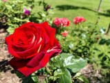 Daylight samples, main camera (1x) - 23mm, f/1.8, ISO 73, 1/801s (4064x3048px) - Tecno Pova 8 review